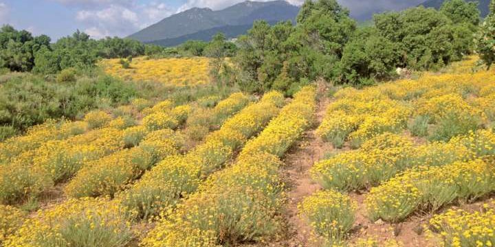 p001-plantes-194-page-74-image-0004