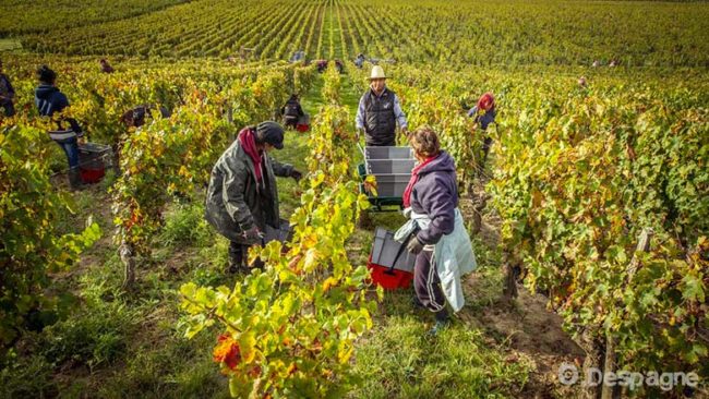 Chateau-Maison-Blanche-vendanges