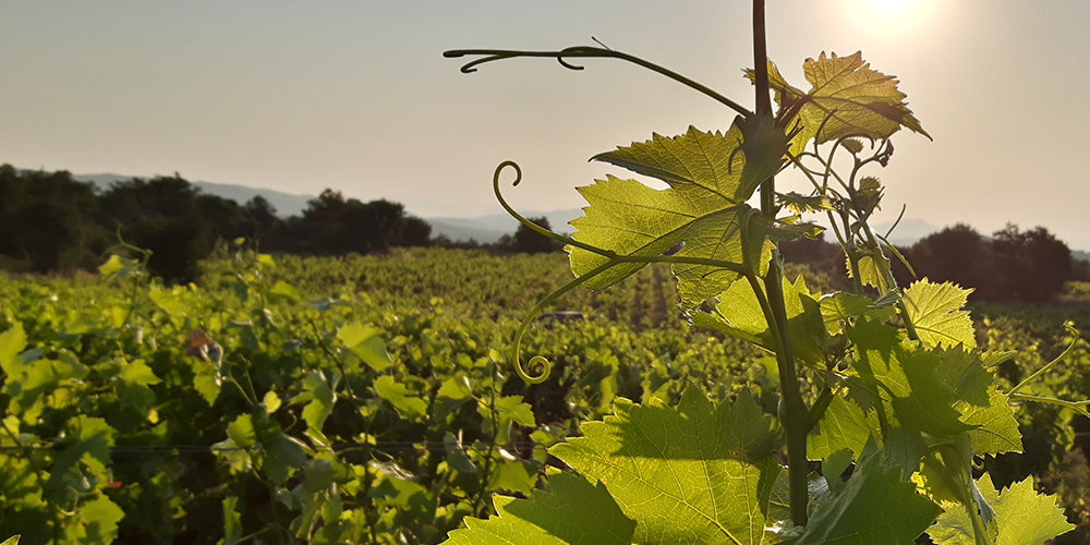 mas-llossanes-vins-roussillon-terroir-SQUARE-2