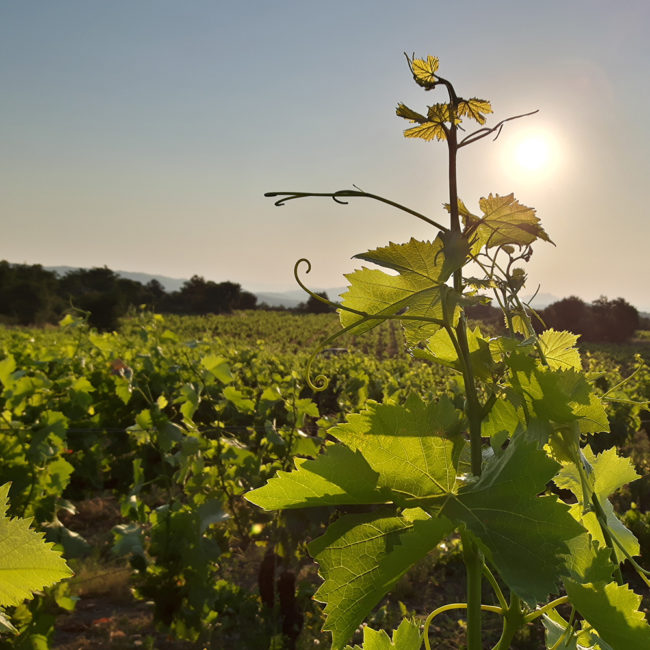 mas-llossanes-vins-roussillon-terroir-SQUARE-2