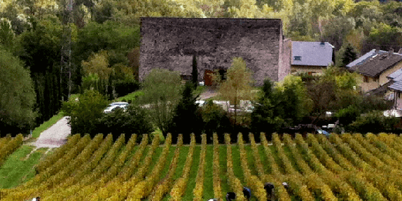 vignes