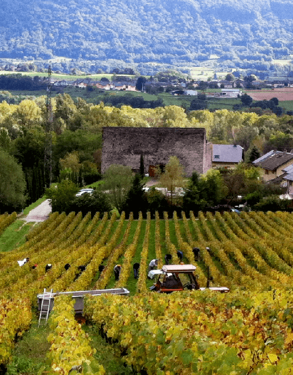 vignes