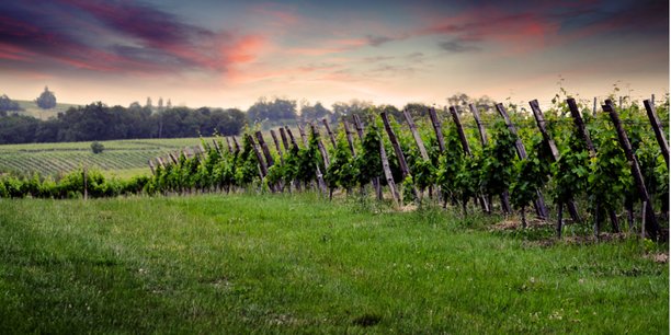 vignes-de-bergerac