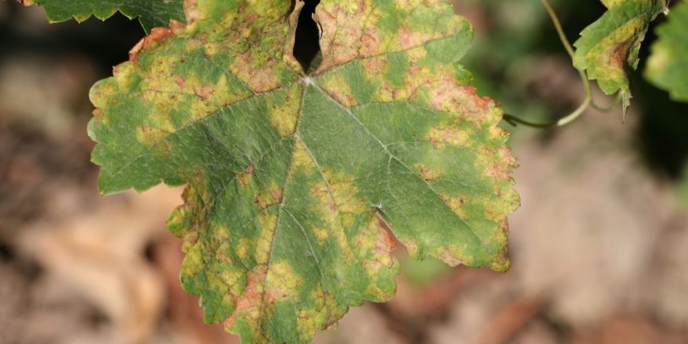 cover-r4x3w1000-5a60c35060ff8-img-0409