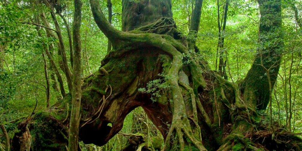 kagoshima-yakushima-island-10911