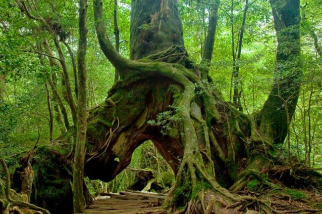 kagoshima-yakushima-island-10911