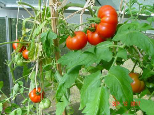 tomatemarmande