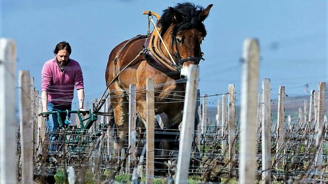 marguet_champagne-les-chevaux